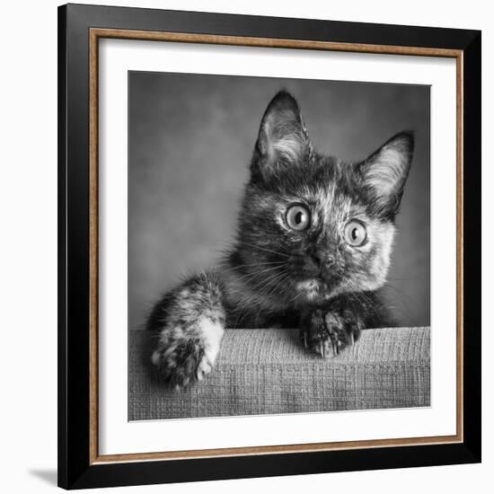 Portrait of a Tortoiseshell Cat-Panoramic Images-Framed Photographic Print