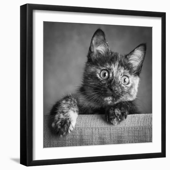 Portrait of a Tortoiseshell Cat-Panoramic Images-Framed Photographic Print