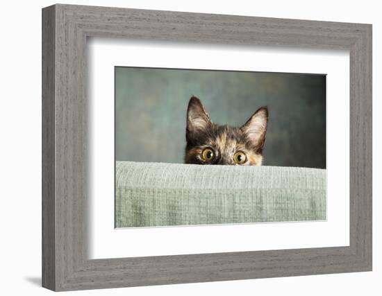 Portrait of a Tortoiseshell Cat-Panoramic Images-Framed Photographic Print