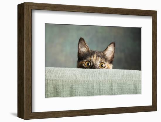 Portrait of a Tortoiseshell Cat-Panoramic Images-Framed Photographic Print