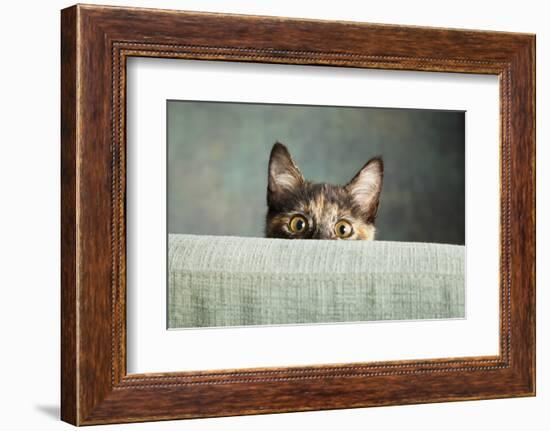 Portrait of a Tortoiseshell Cat-Panoramic Images-Framed Photographic Print