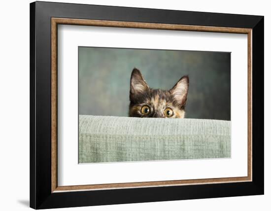 Portrait of a Tortoiseshell Cat-Panoramic Images-Framed Photographic Print