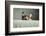 Portrait of a Tortoiseshell Cat-Panoramic Images-Framed Photographic Print