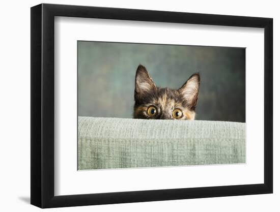 Portrait of a Tortoiseshell Cat-Panoramic Images-Framed Photographic Print