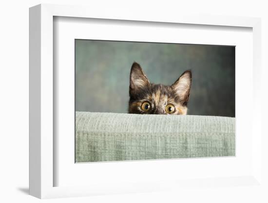 Portrait of a Tortoiseshell Cat-Panoramic Images-Framed Photographic Print