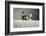 Portrait of a Tortoiseshell Cat-Panoramic Images-Framed Photographic Print