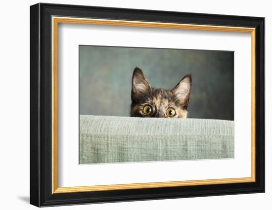 Portrait of a Tortoiseshell Cat-Panoramic Images-Framed Photographic Print