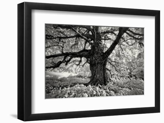 Portrait of a Tree, Study 10-Marcin Stawiarz-Framed Art Print