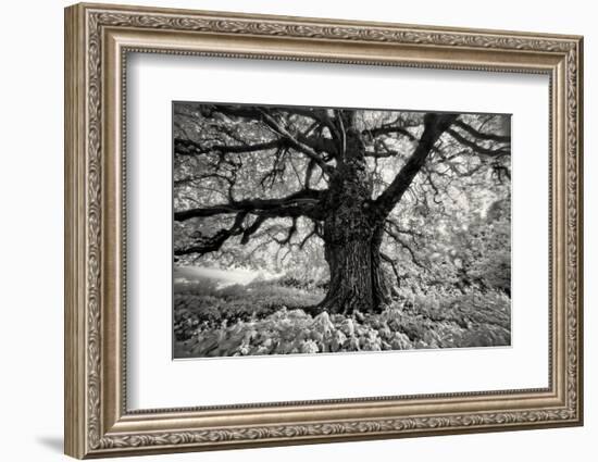 Portrait of a Tree, Study 10-Marcin Stawiarz-Framed Art Print