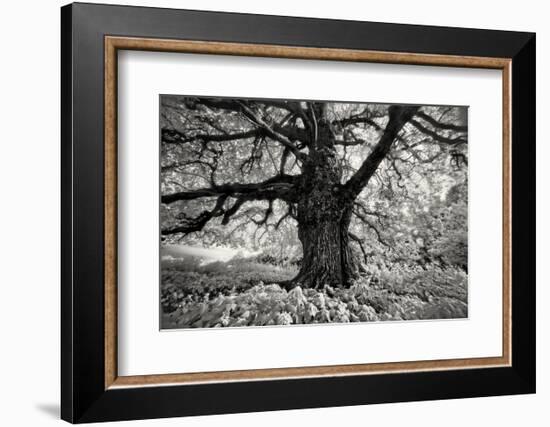 Portrait of a Tree, Study 10-Marcin Stawiarz-Framed Art Print