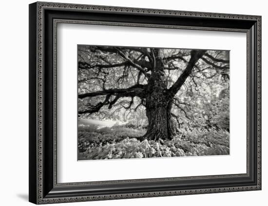 Portrait of a Tree, Study 10-Marcin Stawiarz-Framed Art Print