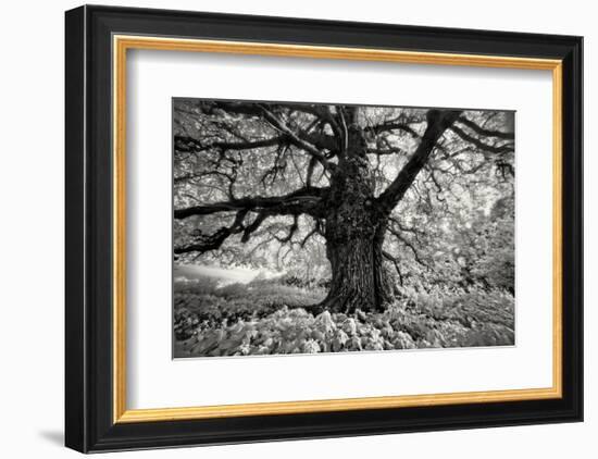 Portrait of a Tree, Study 10-Marcin Stawiarz-Framed Art Print