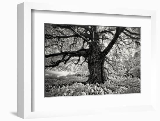 Portrait of a Tree, Study 10-Marcin Stawiarz-Framed Art Print