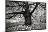 Portrait of a Tree, Study 10-Marcin Stawiarz-Mounted Art Print