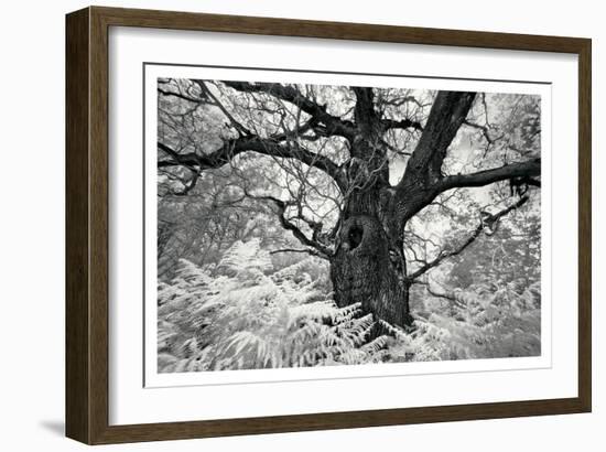 Portrait of a Tree, Study 12-Marcin Stawiarz-Framed Art Print