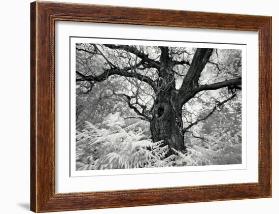 Portrait of a Tree, Study 12-Marcin Stawiarz-Framed Art Print