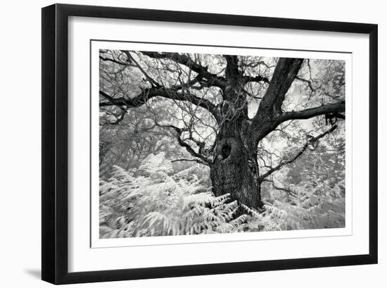 Portrait of a Tree, Study 12-Marcin Stawiarz-Framed Art Print