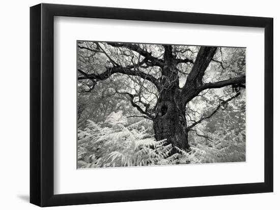 Portrait of a Tree, Study 12-Marcin Stawiarz-Framed Art Print