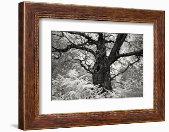 Portrait of a Tree, Study 12-Marcin Stawiarz-Framed Art Print