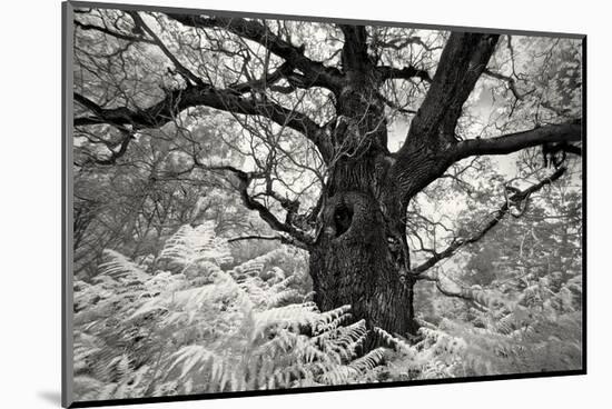 Portrait of a Tree, Study 12-Marcin Stawiarz-Mounted Art Print