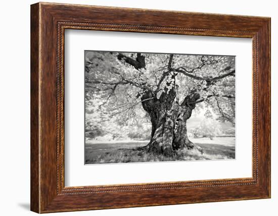 Portrait of a Tree, Study 18-Marcin Stawiarz-Framed Art Print