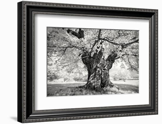 Portrait of a Tree, Study 18-Marcin Stawiarz-Framed Art Print