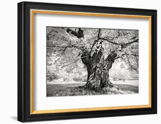 Portrait of a Tree, Study 18-Marcin Stawiarz-Framed Art Print