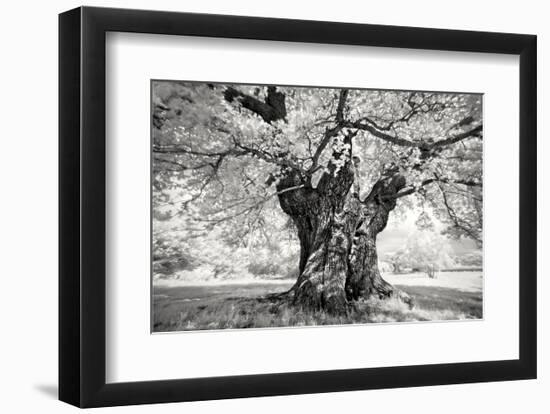 Portrait of a Tree, Study 18-Marcin Stawiarz-Framed Art Print