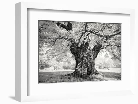 Portrait of a Tree, Study 18-Marcin Stawiarz-Framed Art Print