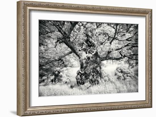 Portrait of a Tree, Study 1-Marcin Stawiarz-Framed Art Print