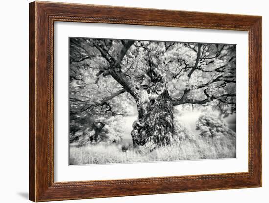 Portrait of a Tree, Study 1-Marcin Stawiarz-Framed Art Print