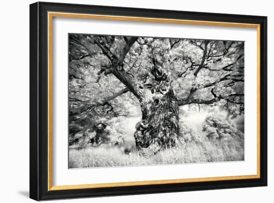 Portrait of a Tree, Study 1-Marcin Stawiarz-Framed Art Print