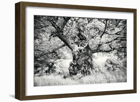 Portrait of a Tree, Study 1-Marcin Stawiarz-Framed Art Print