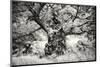 Portrait of a Tree, Study 1-Marcin Stawiarz-Mounted Art Print