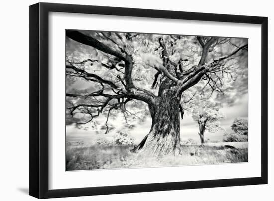 Portrait of a Tree, Study 2-Marcin Stawiarz-Framed Art Print