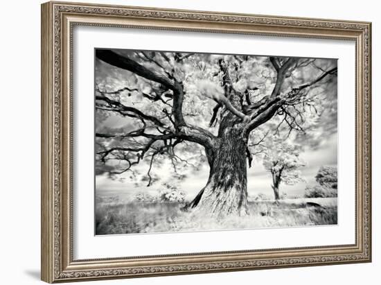 Portrait of a Tree, Study 2-Marcin Stawiarz-Framed Art Print