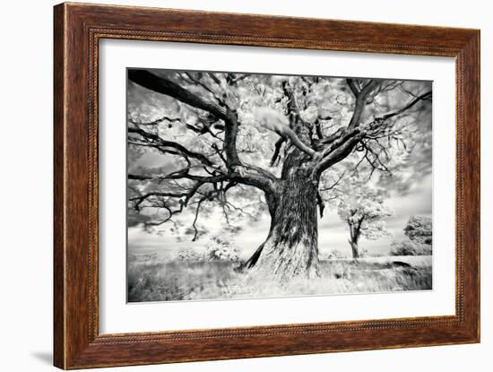 Portrait of a Tree, Study 2-Marcin Stawiarz-Framed Art Print