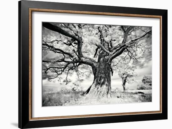 Portrait of a Tree, Study 2-Marcin Stawiarz-Framed Art Print