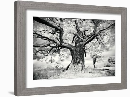 Portrait of a Tree, Study 2-Marcin Stawiarz-Framed Art Print