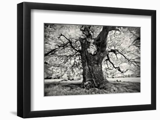 Portrait of a Tree, Study 3-Marcin Stawiarz-Framed Art Print