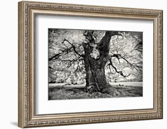 Portrait of a Tree, Study 3-Marcin Stawiarz-Framed Art Print