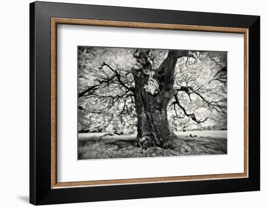 Portrait of a Tree, Study 3-Marcin Stawiarz-Framed Art Print