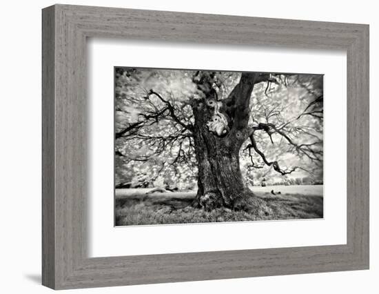 Portrait of a Tree, Study 3-Marcin Stawiarz-Framed Art Print