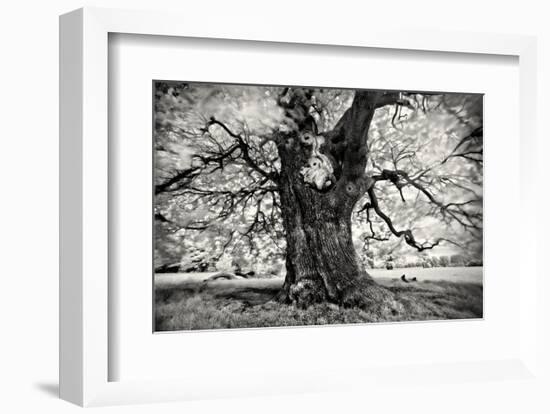 Portrait of a Tree, Study 3-Marcin Stawiarz-Framed Art Print