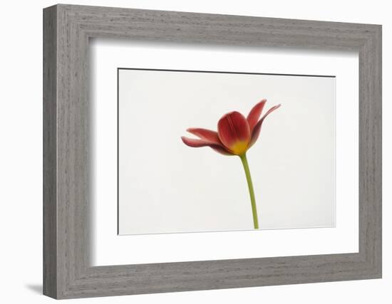 Portrait of a Tulip-Lotte Grønkjær-Framed Photographic Print