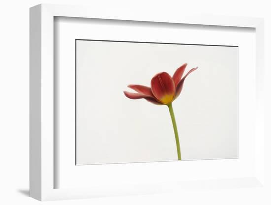 Portrait of a Tulip-Lotte Grønkjær-Framed Photographic Print