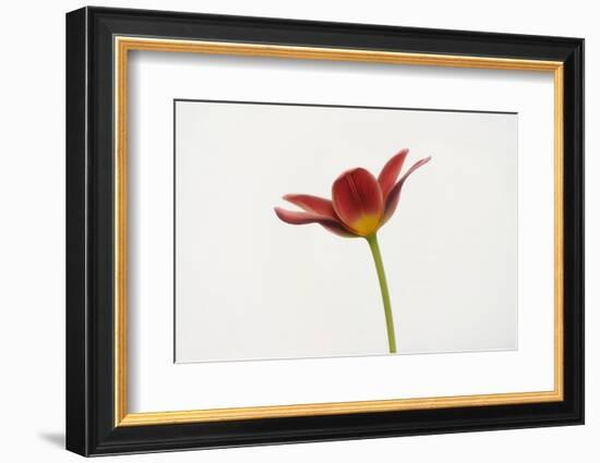 Portrait of a Tulip-Lotte Grønkjær-Framed Photographic Print