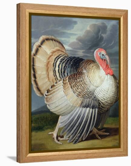 Portrait of a Turkey-Johann Wenceslaus Peter Wenzal-Framed Premier Image Canvas