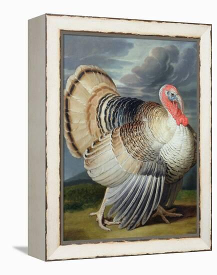 Portrait of a Turkey-Johann Wenceslaus Peter Wenzal-Framed Premier Image Canvas