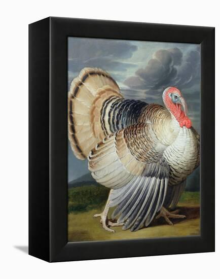 Portrait of a Turkey-Johann Wenceslaus Peter Wenzal-Framed Premier Image Canvas